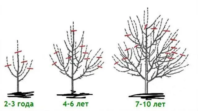 How to prune persimmons in autumn and spring