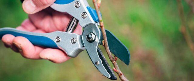 How to prune persimmons in autumn and spring