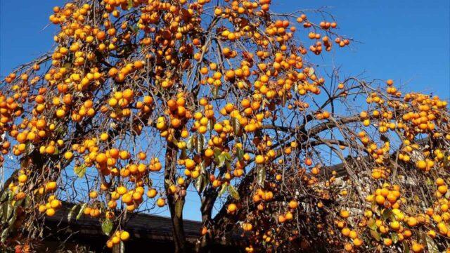 How to prune persimmons in autumn and spring