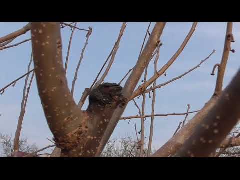 How to prune persimmons in autumn and spring