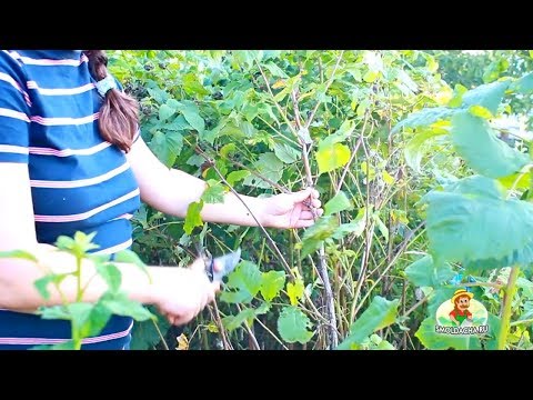 How to prune raspberries in the fall