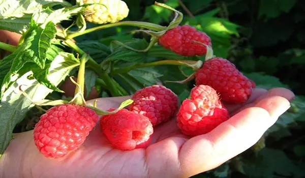 How to prune remontant raspberries for the winter?