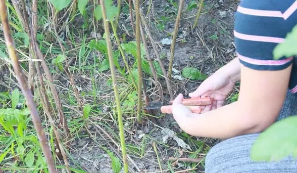 How to prune remontant raspberries for the winter?