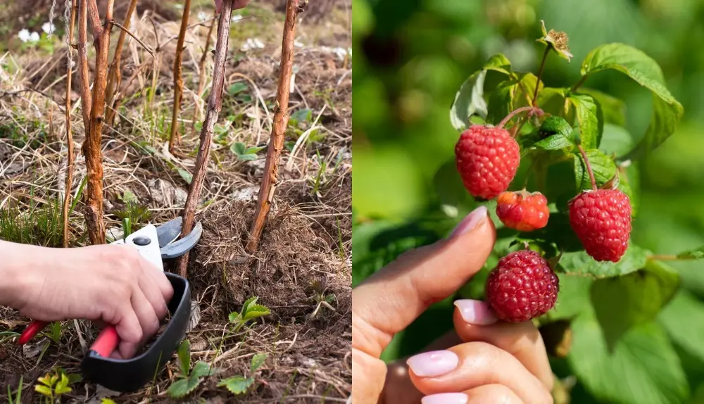 How to prune remontant raspberries for the winter?