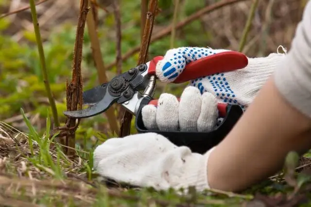 How to prune remontant raspberries in autumn 