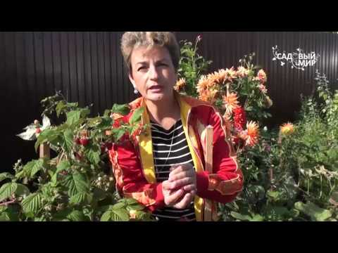 How to prune remontant raspberries in autumn 