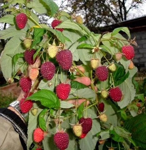 How to prune remontant raspberries in autumn 