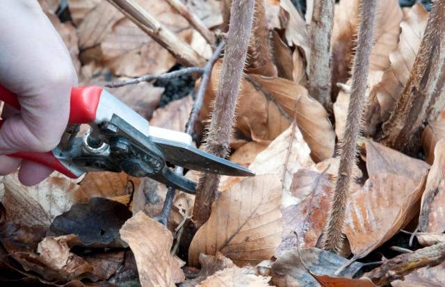 How to prune remontant raspberries in autumn 