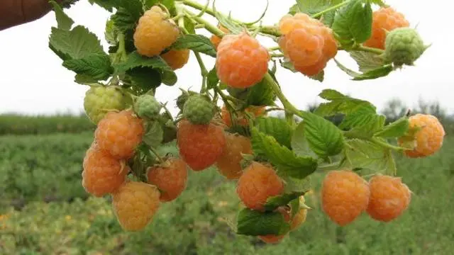 How to prune remontant raspberries in autumn 