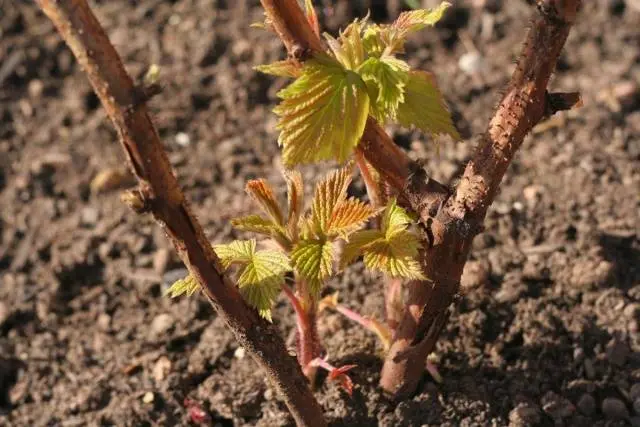 How to prune remontant raspberries in autumn 