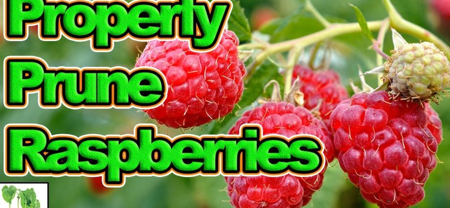 How to prune remontant raspberries in autumn 