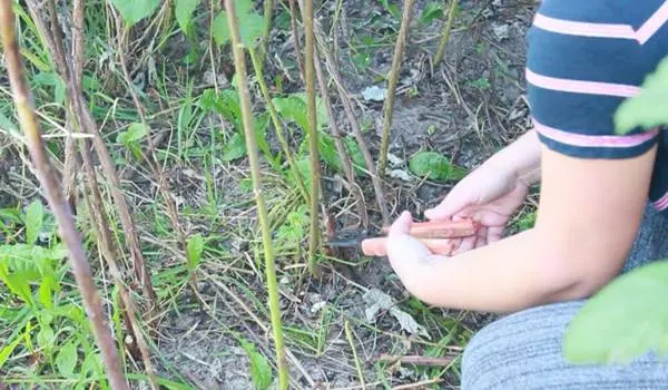 How to prune repair raspberries