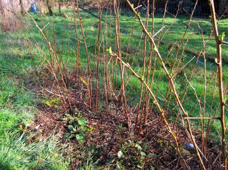 How to prune repair raspberries