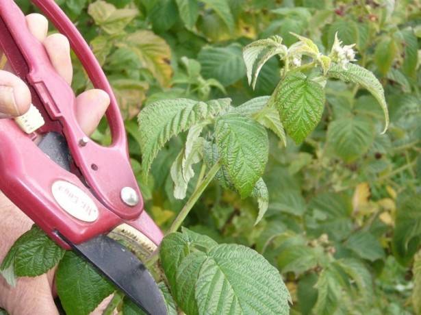 How to prune repair raspberries