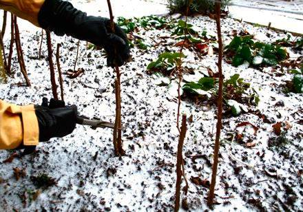 How to prune repair raspberries