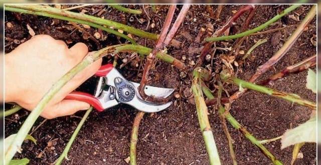 How to prune repair raspberries