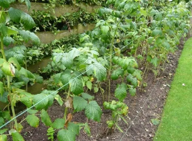 How to prune repair raspberries