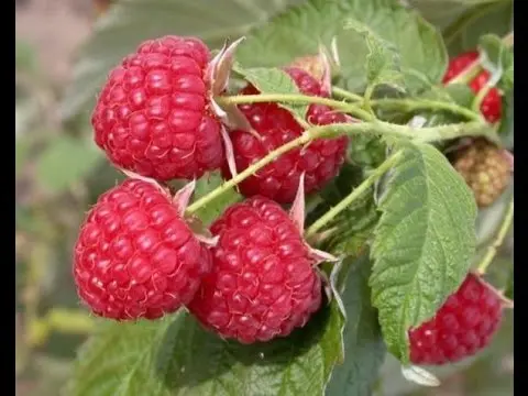 How to prune repair raspberries