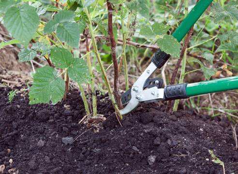 How to prune repair raspberries