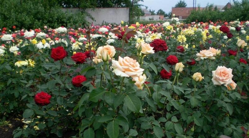 How to prune roses for the winter in Siberia: expert opinion