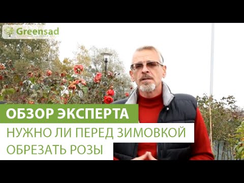 How to prune roses for the winter in Siberia: expert opinion