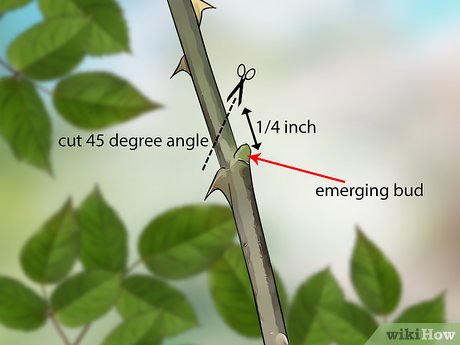 How to prune roses for the winter in Siberia: expert opinion