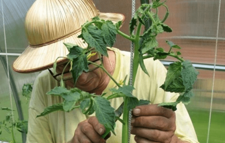 How to prune tomatoes outdoors