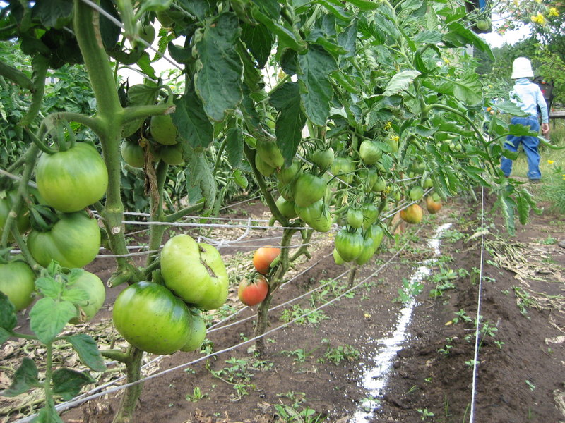 How to prune tomatoes outdoors