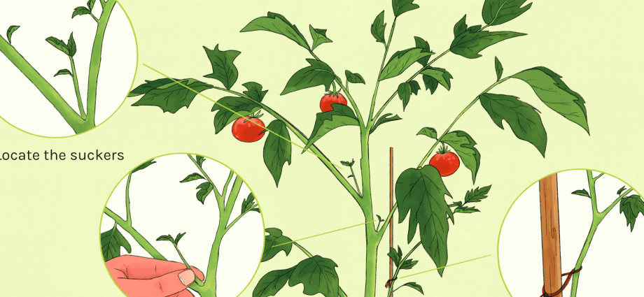 How to prune tomatoes outdoors