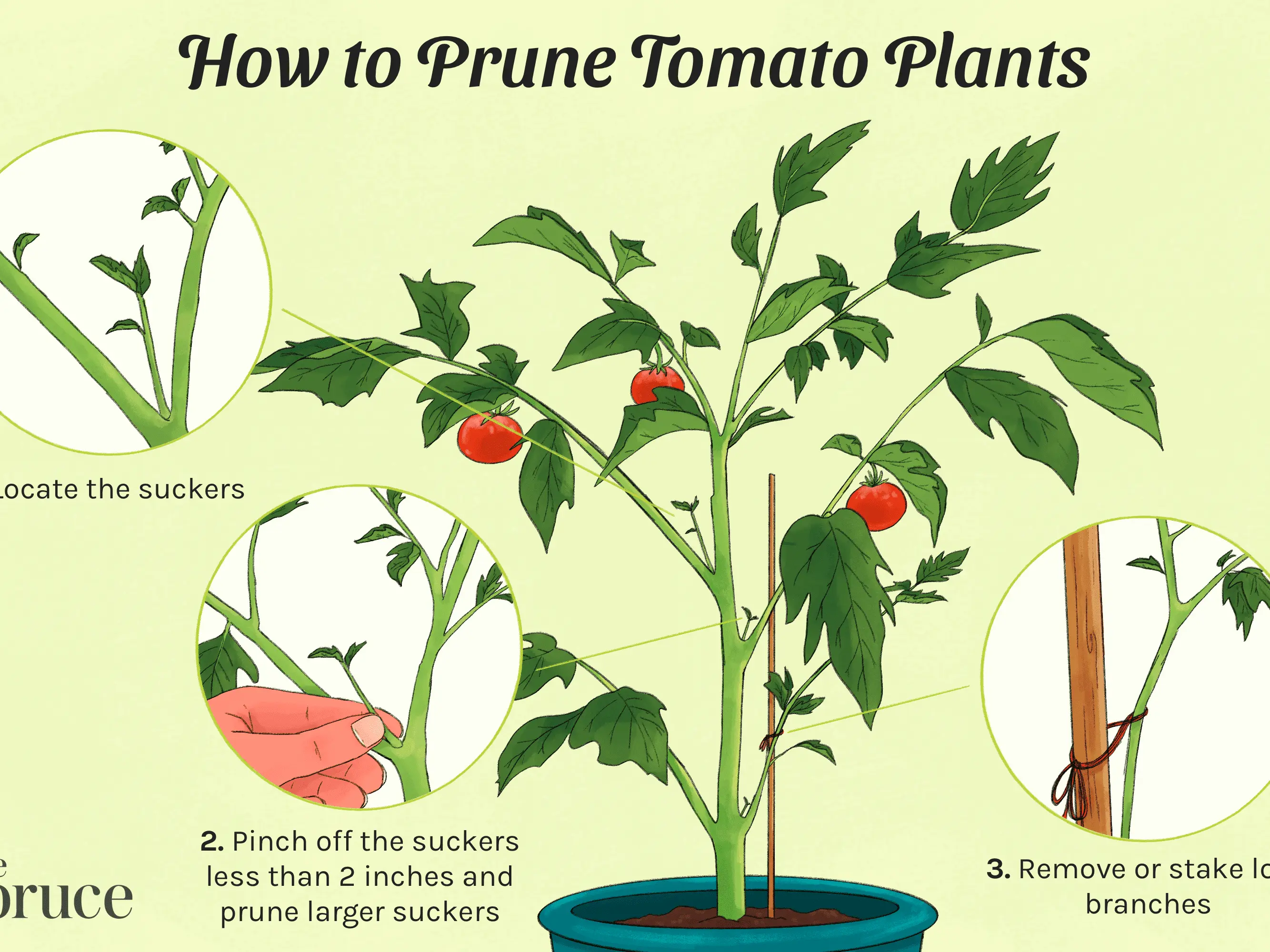 How to prune tomatoes outdoors