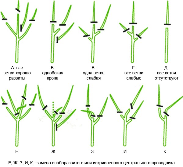 How to prune young apple trees