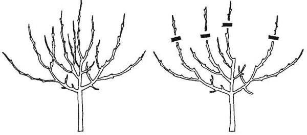 How to prune young apple trees