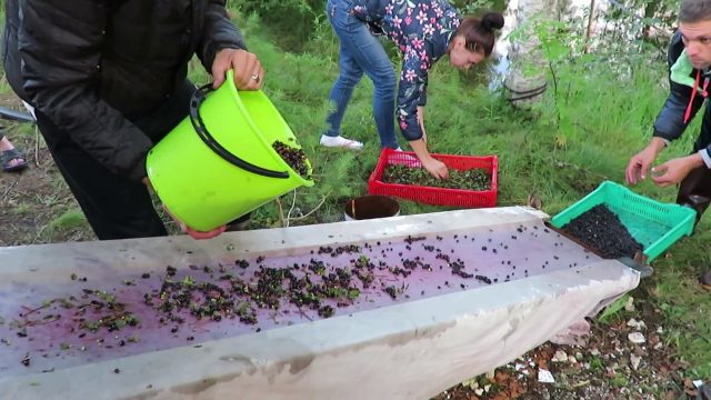 How to quickly bust blueberries off the leaves