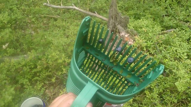 How to quickly bust blueberries off the leaves