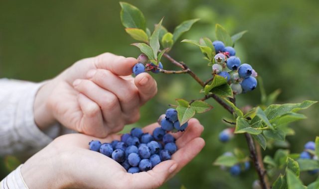 How to quickly bust blueberries off the leaves