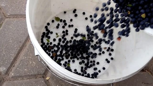 How to quickly bust blueberries off the leaves