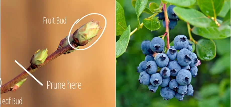 How to quickly bust blueberries off the leaves