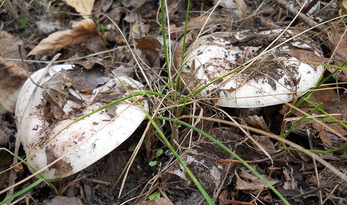 How to quickly clean mushroom mushrooms from earth and dirt (with video)