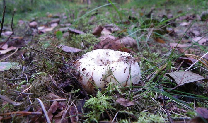 How to quickly clean mushroom mushrooms from earth and dirt (with video)