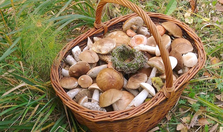 How to quickly clean mushroom mushrooms from earth and dirt (with video)