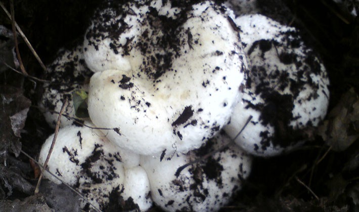 How to quickly clean mushroom mushrooms from earth and dirt (with video)