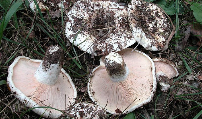 How to quickly clean mushroom mushrooms from earth and dirt (with video)