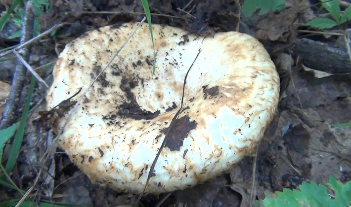 How to quickly clean mushroom mushrooms from earth and dirt (with video)