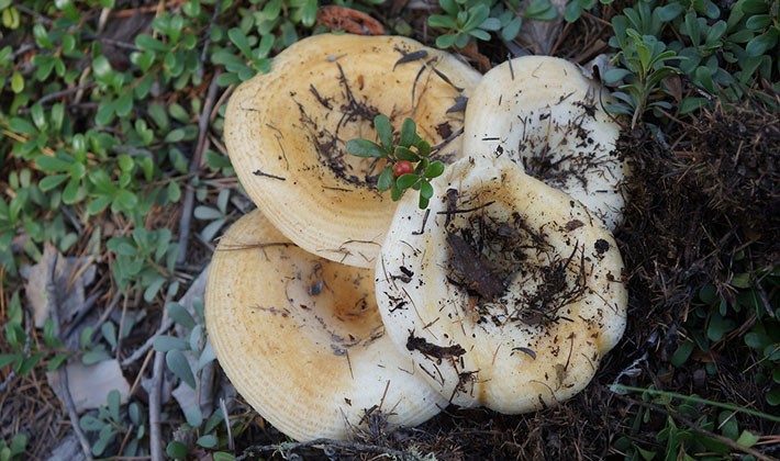 How to quickly clean mushroom mushrooms from earth and dirt (with video)