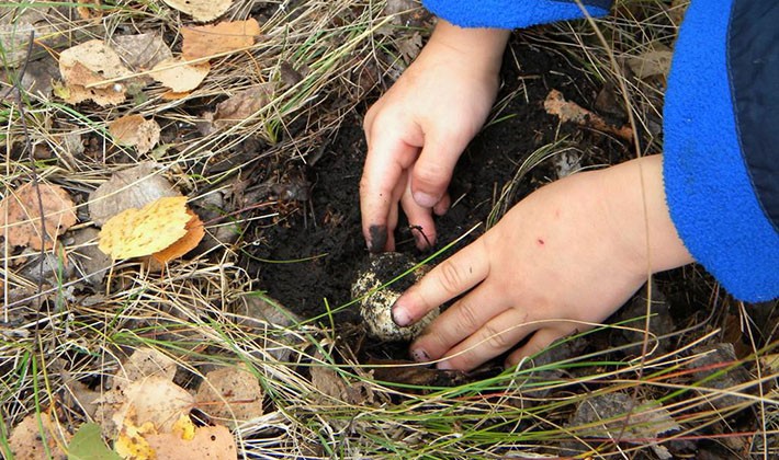 How to quickly clean mushroom mushrooms from earth and dirt (with video)