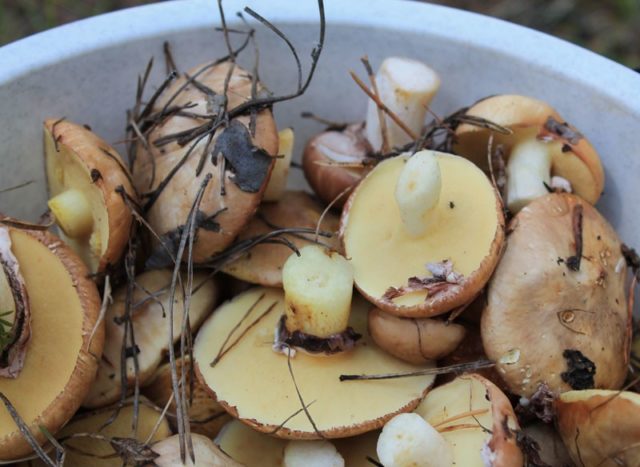 How to quickly clean the butterflies: after the forest, for pickling, the rules for cleaning small and large mushrooms