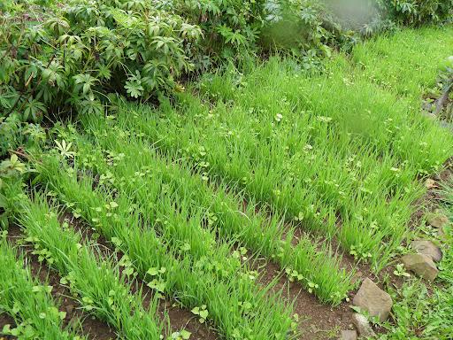 How to quickly get rid of horseradish in the garden: folk remedies, in the fall