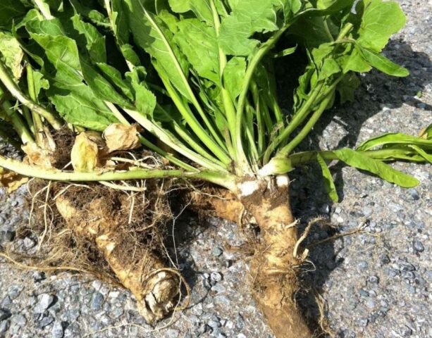 How to quickly get rid of horseradish in the garden: folk remedies, in the fall