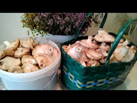 How to quickly pickle milk mushrooms at home: hot and cold recipes