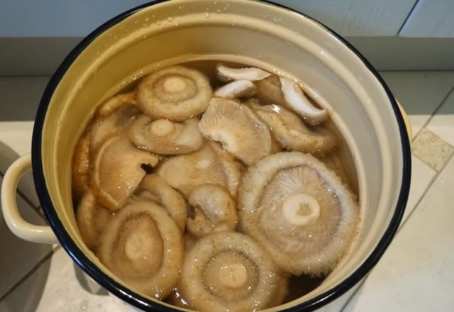 How to quickly pickle milk mushrooms at home: hot and cold recipes